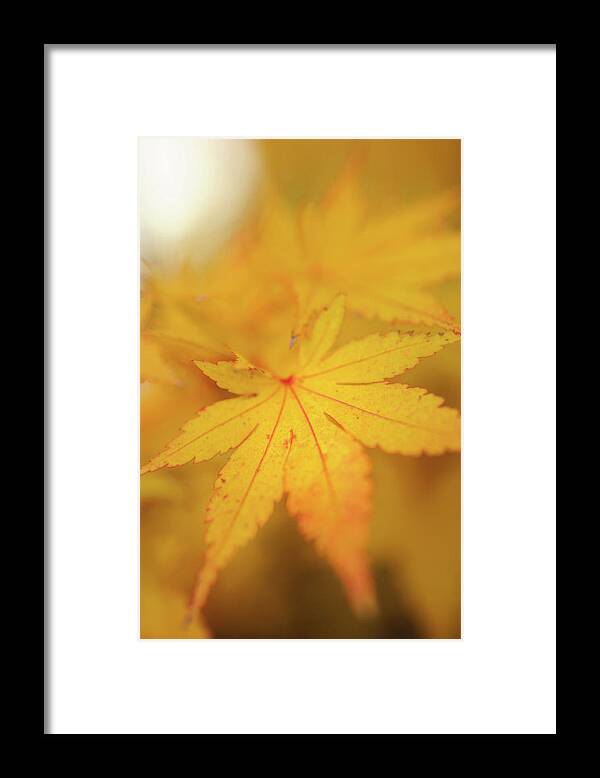 Jenny Rainbow Fine Art Photography Framed Print featuring the photograph Romance with Autumn. Japanese Maple Leaves 9 by Jenny Rainbow