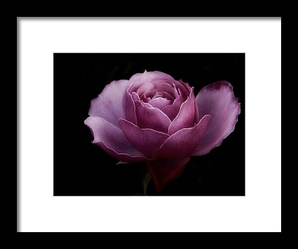 Pink Rose Framed Print featuring the photograph Romantic Pink December Rose by Richard Cummings