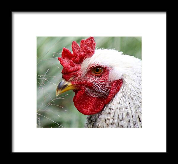 Rooster Framed Print featuring the photograph Roo by Brent Sisson