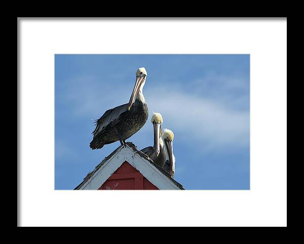 Brown Pelicans Framed Print featuring the photograph Rooftop Trio by Fraida Gutovich