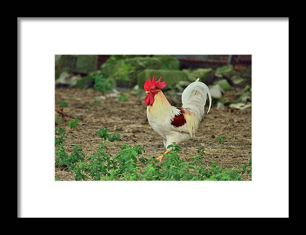 Rooster Framed Print featuring the photograph Rooster In White by Alison Belsan Horton
