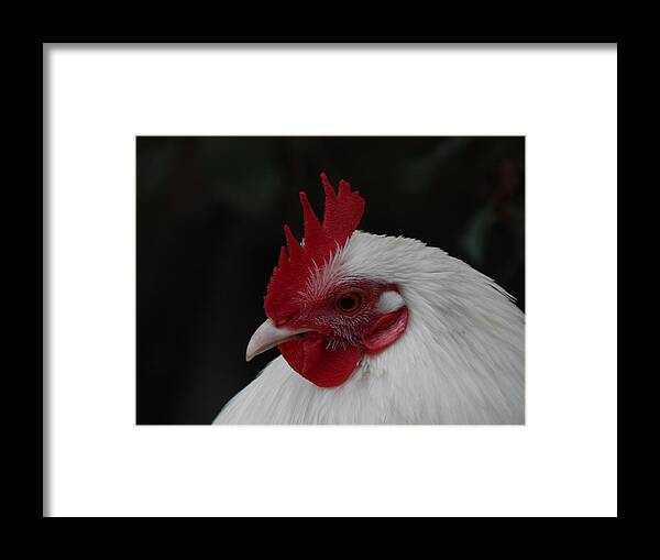 Rooster Framed Print featuring the photograph Rooster In White by Jan Gelders
