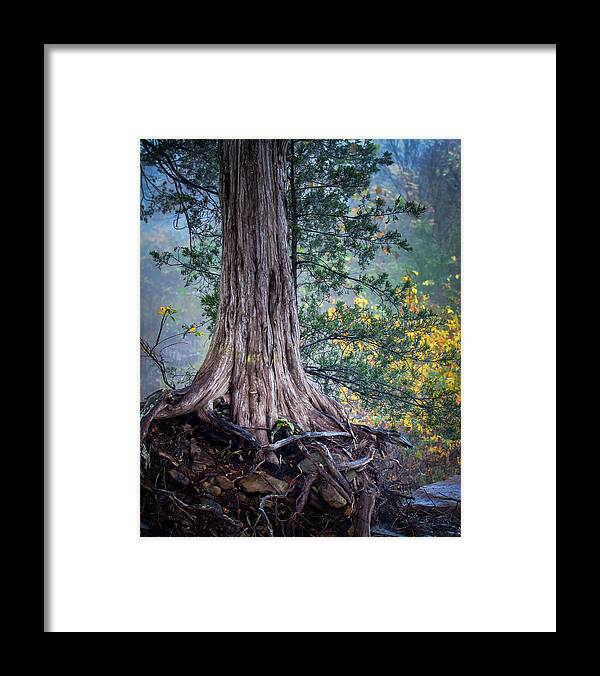 Ozarks Framed Print featuring the photograph Rooted by James Barber