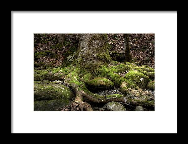 Roots Framed Print featuring the photograph Roots Along The River by Mike Eingle