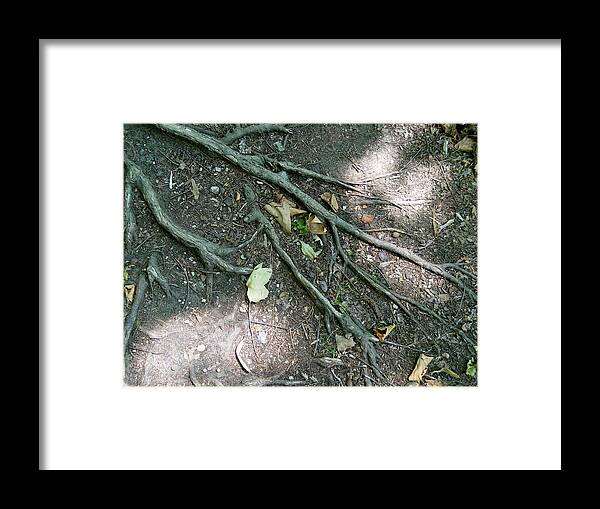  Framed Print featuring the photograph Roots by Karen McNamara