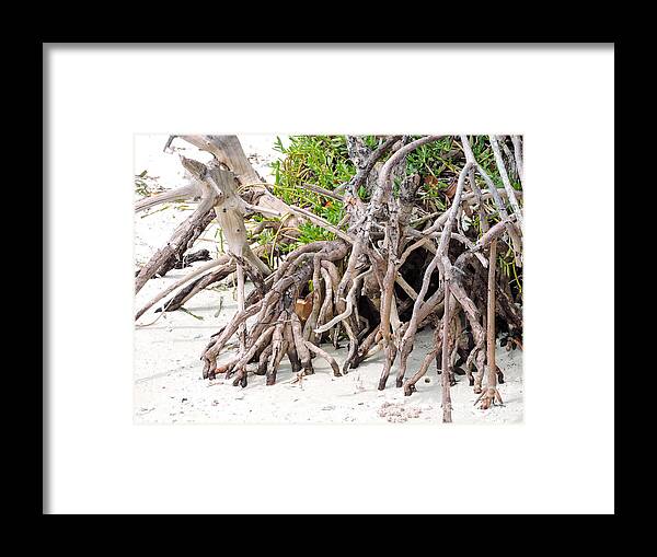 Mangrove Trees Framed Print featuring the photograph Roots by Marilee Noland
