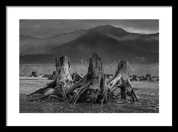 Conservation Framed Print featuring the photograph Roots by Scott Slone