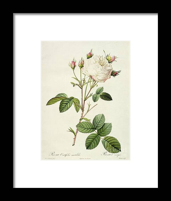 Rosa Framed Print featuring the drawing Rosa Centifolia Mutabilis by Pierre Joseph Redoute
