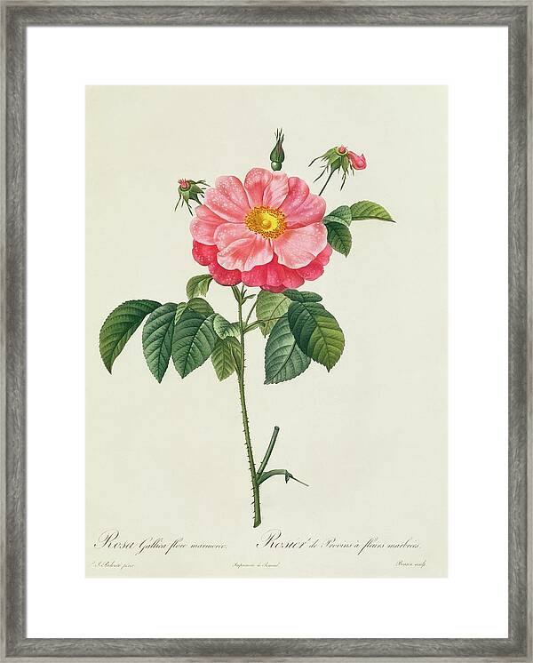 MarbledRose Redoute Rosa Gallica Flore Marmoreo Vintage Flower Botanical Lithograph Poster Print To Frame 146