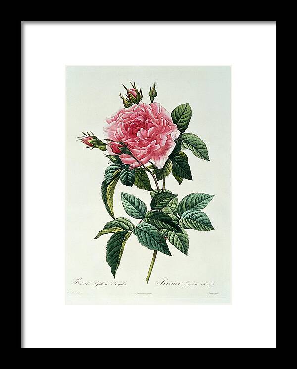 Rosa Framed Print featuring the drawing Rosa Gallica Regalis by Pierre Joseph Redoute