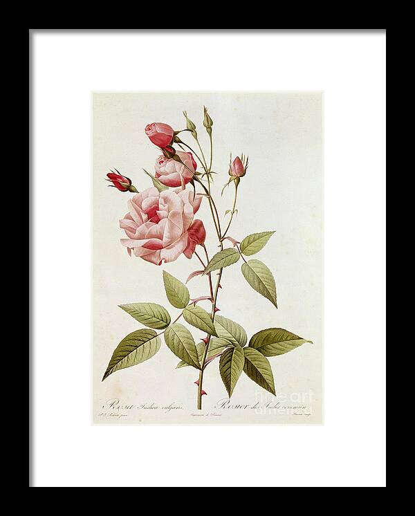 Rosa Framed Print featuring the painting Rosa Indica Vulgaris by Pierre Joseph Redoute