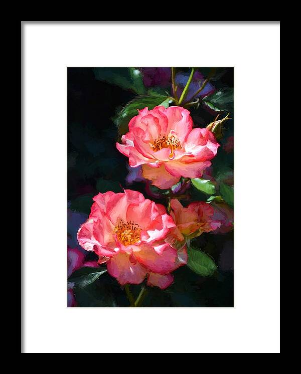 Floral Framed Print featuring the photograph Rose 331 by Pamela Cooper