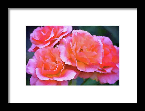 Floral Framed Print featuring the photograph Rose 369 by Pamela Cooper