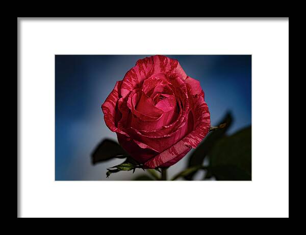 Rose Framed Print featuring the photograph Rose by Allin Sorenson