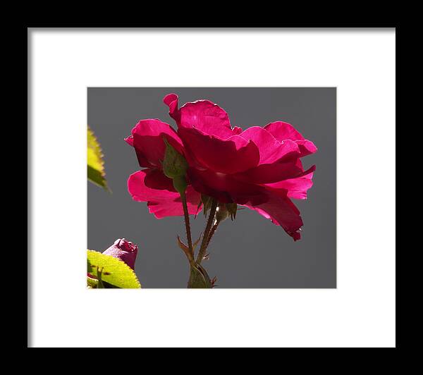 Botanical Framed Print featuring the photograph Rose Backlight by Richard Thomas