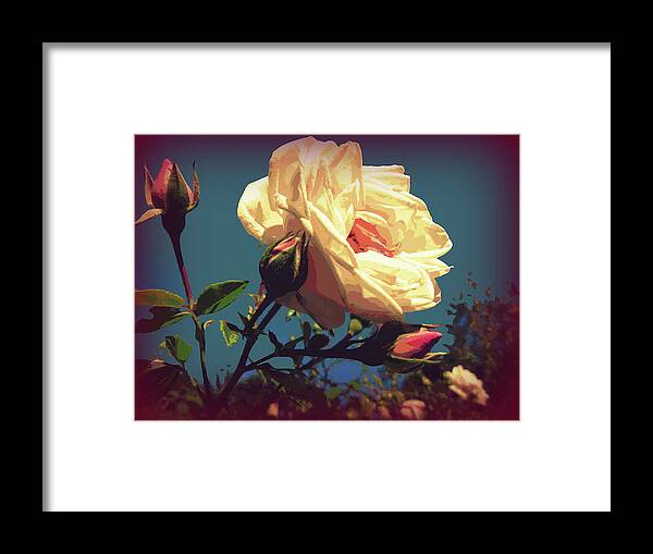 Rose Framed Print featuring the photograph Rose Facing the Sun by Susan Lafleur