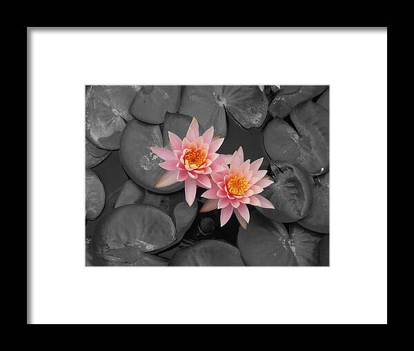 Rose From The Water Framed Print featuring the photograph Rose From The Water by Colleen Cornelius