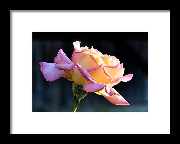 Roses Framed Print featuring the photograph Rose in Sunshine by Josephine Buschman