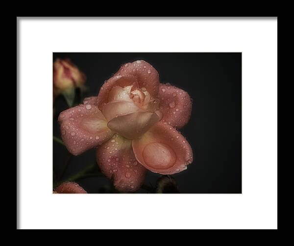 Rose Framed Print featuring the photograph Rose in the Rain by Richard Cummings