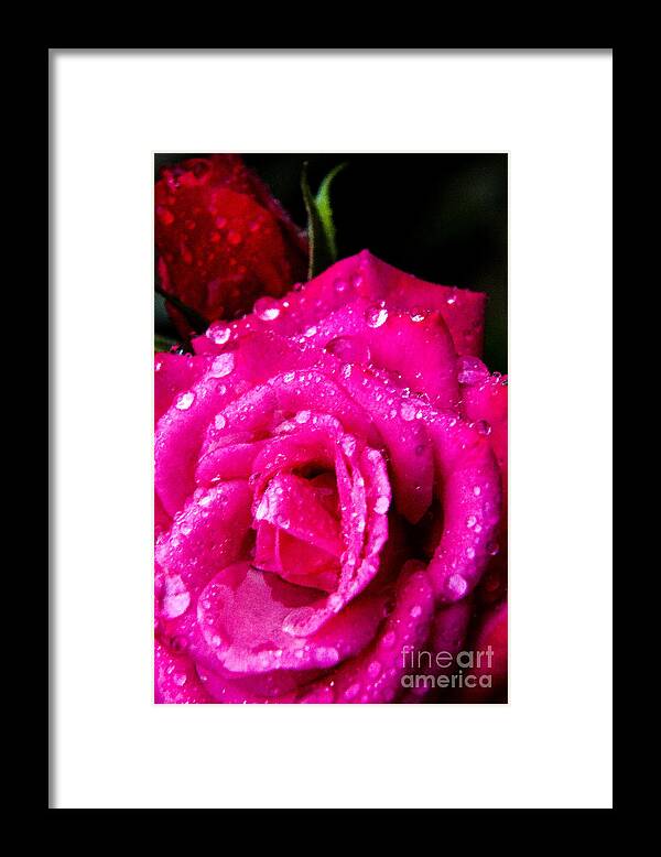 Red Rose Framed Print featuring the digital art Rose in the Rain by Thomas R Fletcher