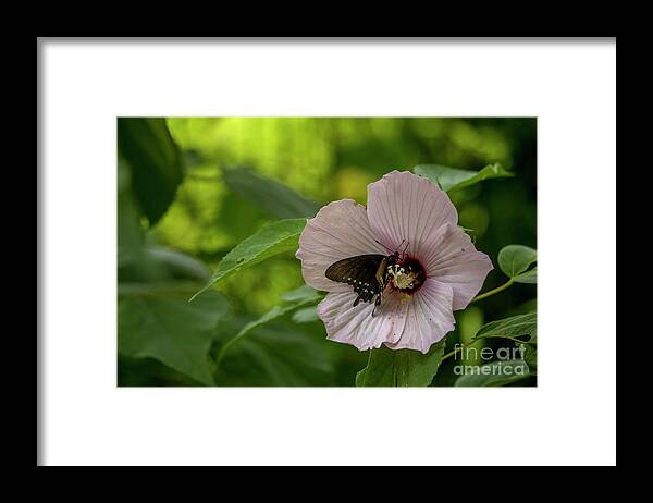 Flower Framed Print featuring the photograph Rose Mallow by Reva Dow