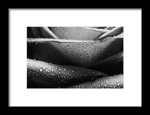 Rose Framed Print featuring the photograph Rose of Lines And Rain by Tammy Ray
