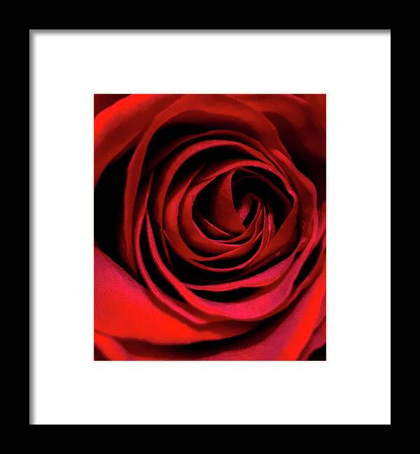 Red Framed Print featuring the photograph Rose of Love by Steph Gabler