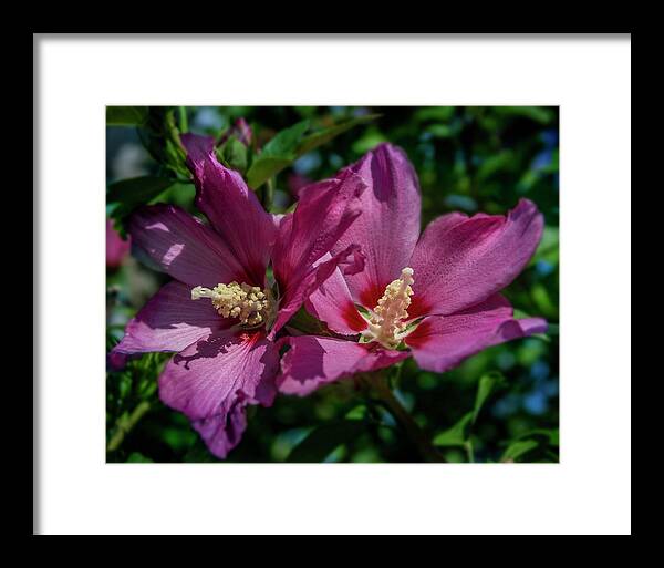 Flowers Framed Print featuring the photograph Rose of Sharon Hibiscus by Garry McMichael