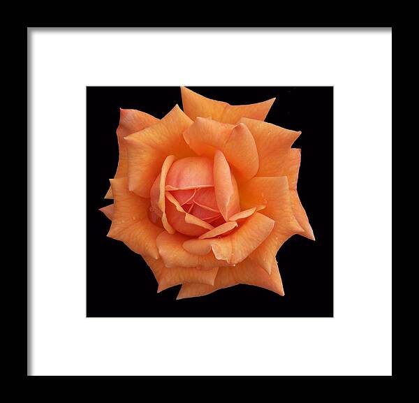 Rose Framed Print featuring the photograph Rose on Black Velvet by Ellen B Pate