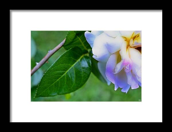 Rose Framed Print featuring the photograph Rose Pedals by John Meader