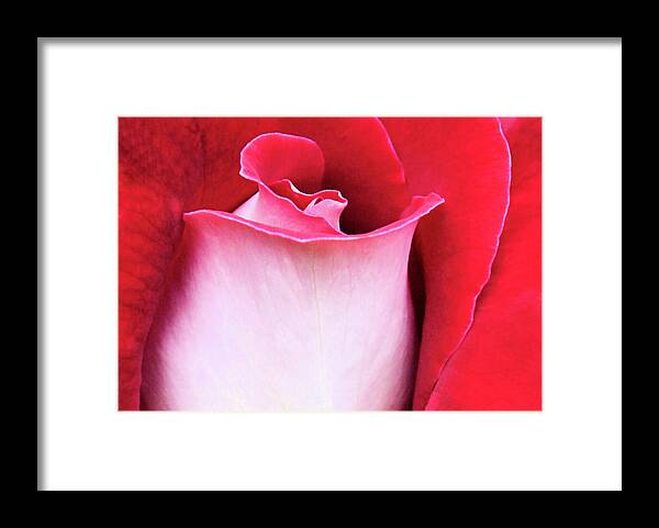 Rose Framed Print featuring the photograph Rose Petals by Kristin Elmquist