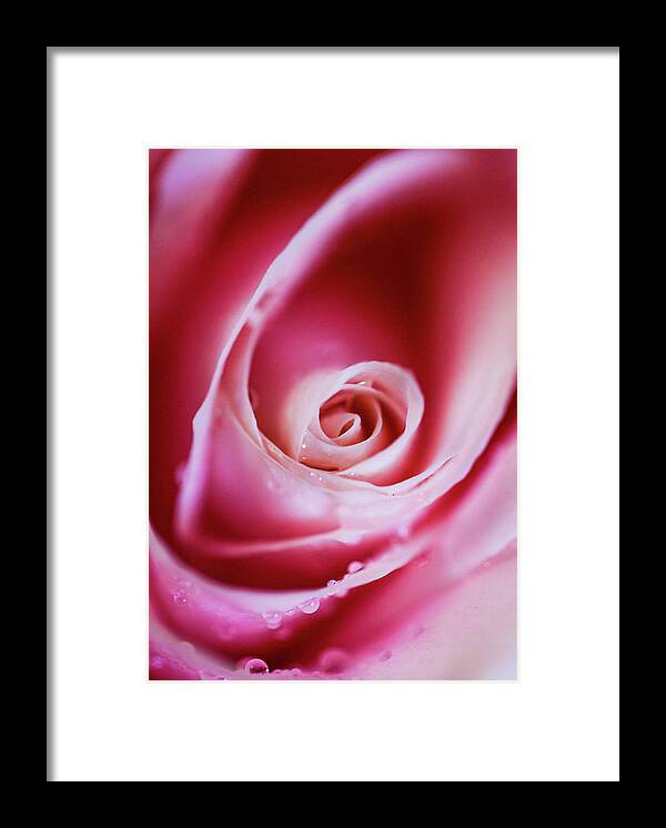 Love Framed Print featuring the photograph Rose Pink by Maggie Mccall