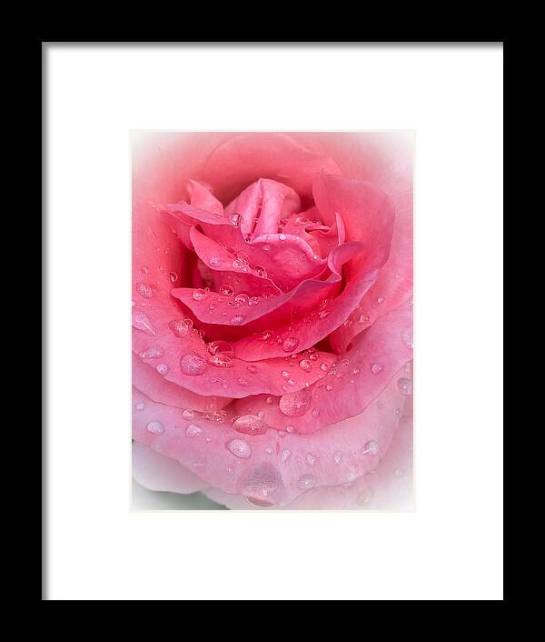 Rose Framed Print featuring the photograph Rose Rain by Cate Franklyn