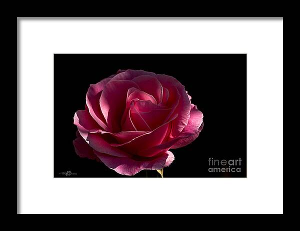 Rose Rose On Black Ii Framed Print featuring the photograph Rose Rose on Black II by Torbjorn Swenelius