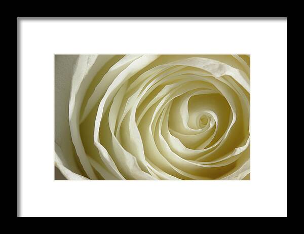 Rose Framed Print featuring the photograph Rose Series 4 White by Mike Eingle