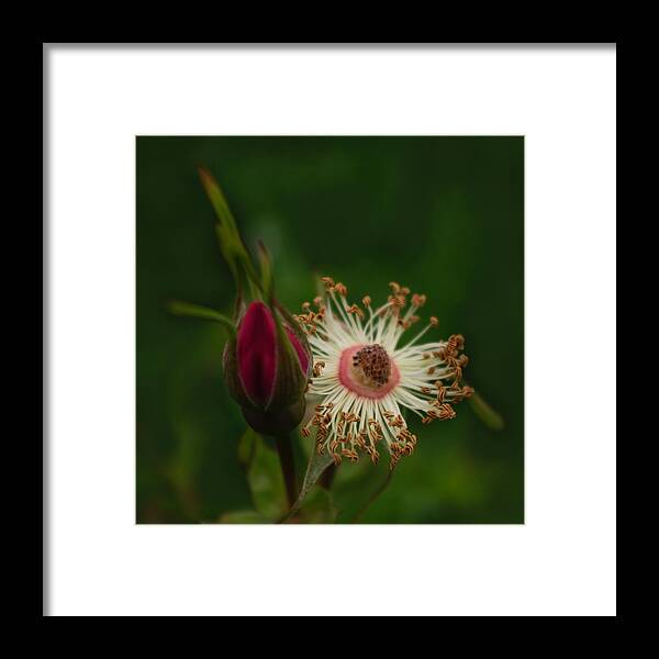 Rose Stages Framed Print featuring the photograph Rose Stages by Adria Trail