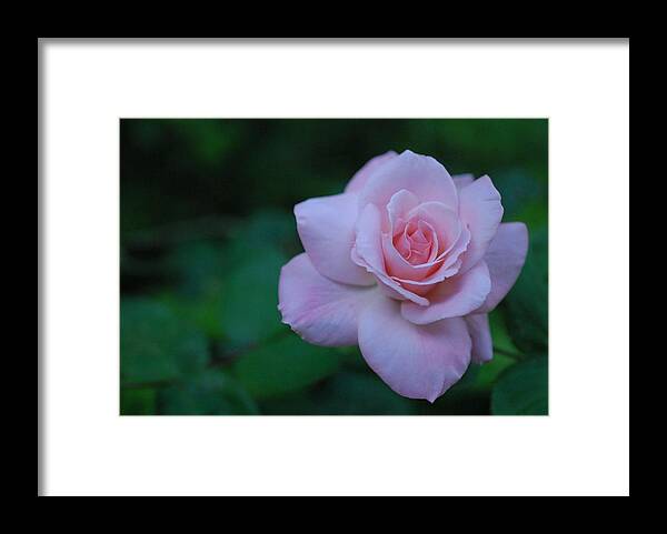 Pink Framed Print featuring the photograph Rose by Stefani Smirnes