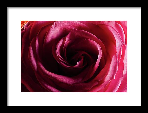 Rose Framed Print featuring the photograph Rose Study 1 by Jeremy Herman