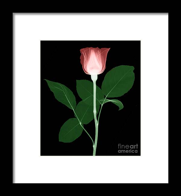 Radiograph Framed Print featuring the photograph Rose by Ted Kinsman