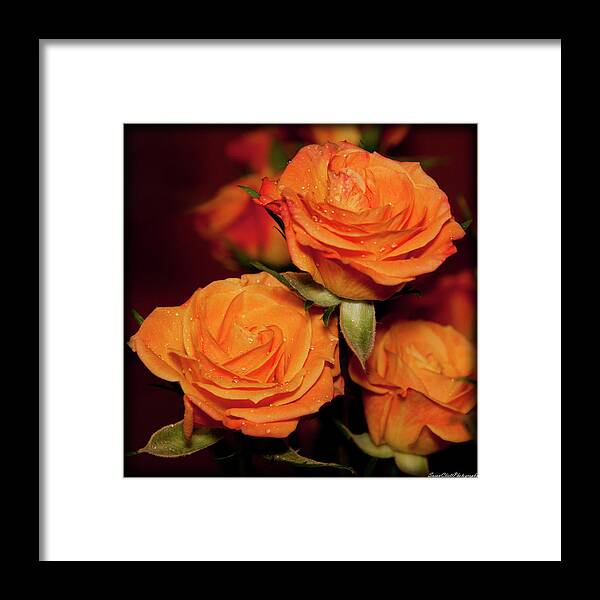 Nature Framed Print featuring the photograph Rose Trio by Susan Cliett