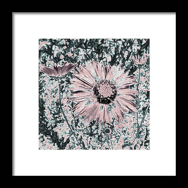 Daisies Framed Print featuring the digital art Rose Wine Daisies by Will Borden