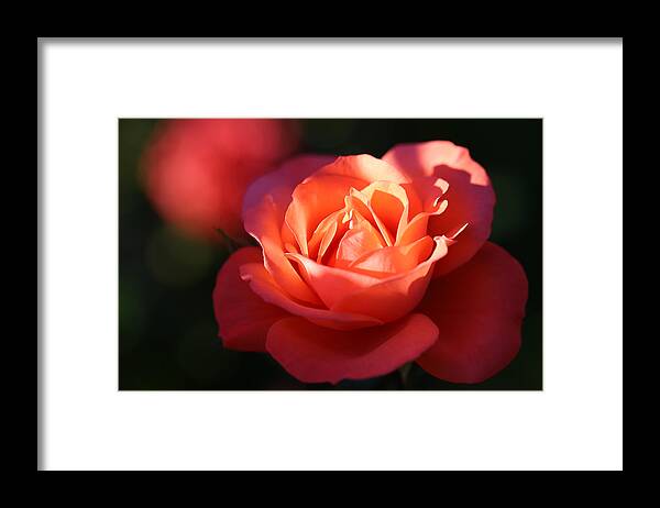 Rose Framed Print featuring the photograph Rose with a Glow by Tammy Pool