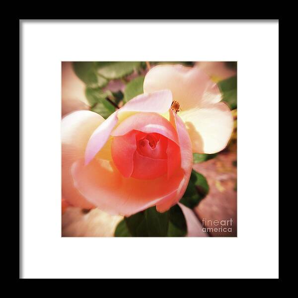Rose Framed Print featuring the digital art Rose with Tiny Visitor by Elizabeth McTaggart