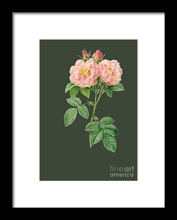 Rose Framed Print featuring the painting Rose82 by The one eyed Raven