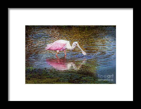 Photographs Framed Print featuring the photograph Roseate Spoonbill by Felix Lai