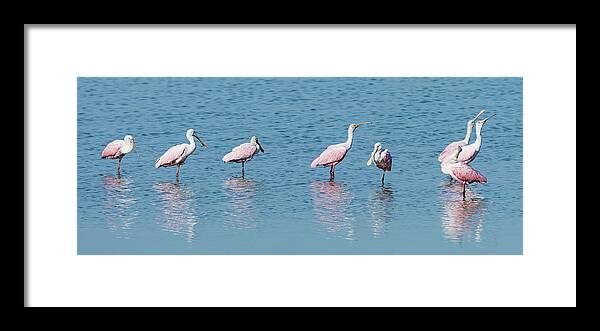 Audubon Framed Print featuring the photograph Roseate Spoonbill Line-up by Dawn Currie