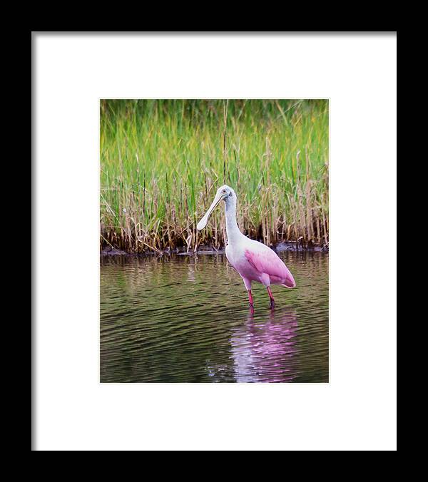 Wildlfe Framed Print featuring the photograph Roseate Spoonbill by Patricia Schaefer