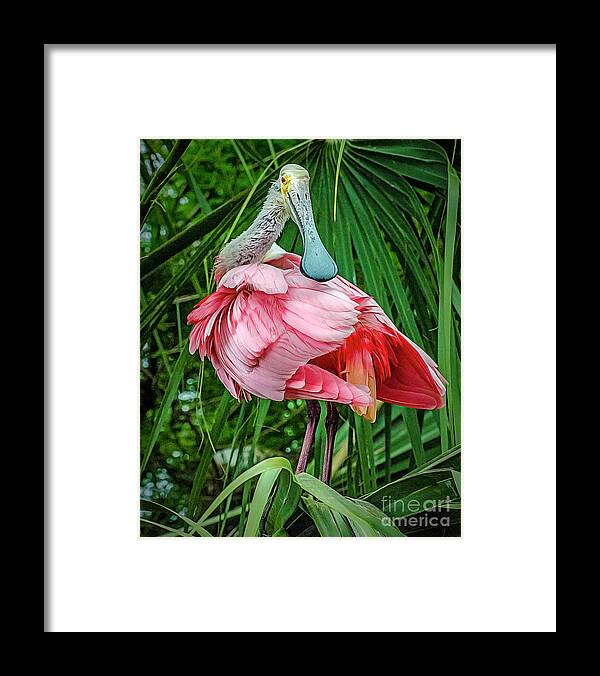 Roseate Spoonbill Framed Print featuring the photograph Roseate Spoonbill preening by Brian Tarr