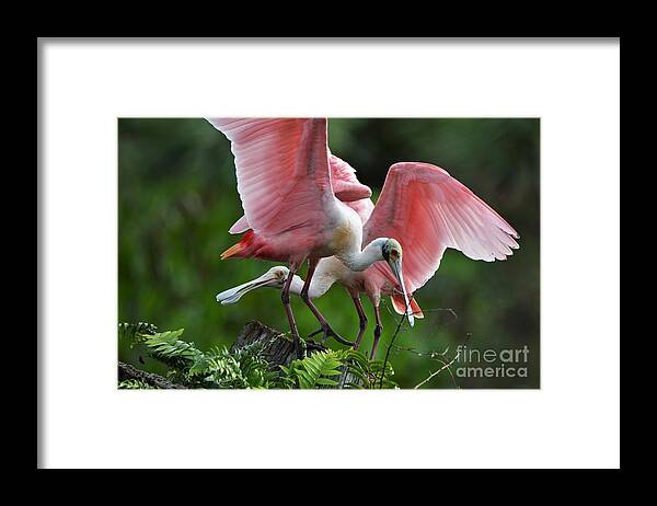 Roseate Spoonbills Framed Print featuring the photograph Roseate Spoonbills On Snag by Julie Adair