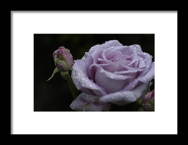 Rosebud Framed Print featuring the photograph Rosebud by DArcy Evans